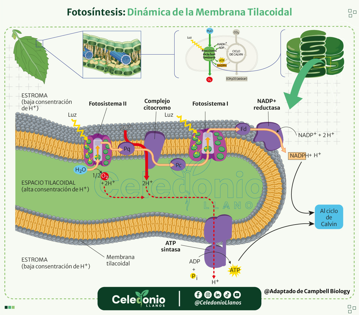 Esquema de fotosíntesis vectorial
